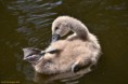 /album/fotogalerij/zwanen240614-024-jpg/